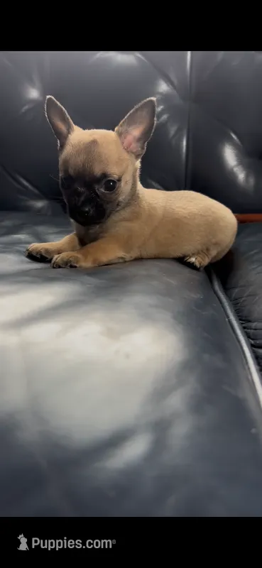 Pammy – Chihuahua puppy for sale in Smithfield, NC