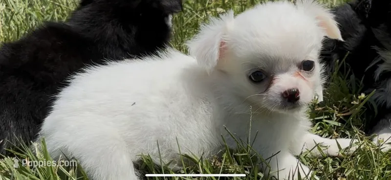 Anna, a female Chihuahua for sale in Smithfield, NC – 1 of 2