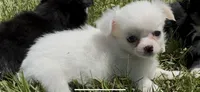 Anna, a female Chihuahua for sale in Smithfield, NC – 1 of 2