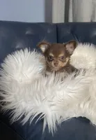 Full AKC Timothy, a male Chihuahua for sale in Smithfield, NC – Photo 2 of 5