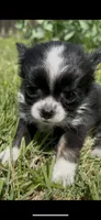 Bella, a female Chihuahua for sale in Smithfield, NC – 3 of 6