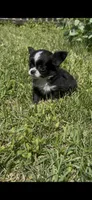 Bella, a female Chihuahua for sale in Smithfield, NC – 2 of 6