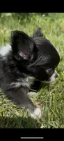 Bella, a female Chihuahua for sale in Smithfield, NC – 6 of 6