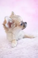 AKC Ella Jean, a female Chihuahua for sale in Smithfield, NC – Photo 2 of 2