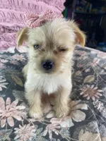 Sadie, a female Chihuahua and Yorkshire Terrier for sale in Smithfield, NC – Photo 5 of 5