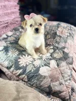 Sadie, a female Chihuahua and Yorkshire Terrier for sale in Smithfield, NC – Photo 4 of 5