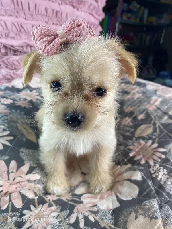 Sadie, a female Chihuahua and Yorkshire Terrier for sale in Smithfield, NC – Photo 1 of 5