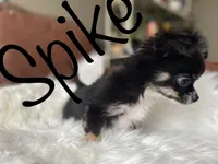 Spike, a male Chihuahua for sale in Smithfield, NC – Photo 5 of 6