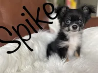Spike, a male Chihuahua for sale in Smithfield, NC – Photo 3 of 6