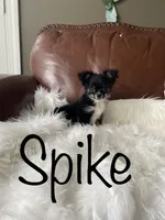 Spike, a male Chihuahua for sale in Smithfield, NC – Photo 4 of 6