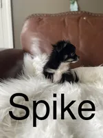 Spike, a male Chihuahua for sale in Smithfield, NC – Photo 6 of 6