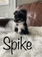 Spike, a male Chihuahua for sale in Smithfield, NC – Photo 1 of 6