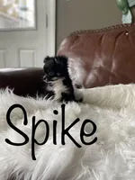 Spike, a male Chihuahua for sale in Smithfield, NC – Photo 2 of 6