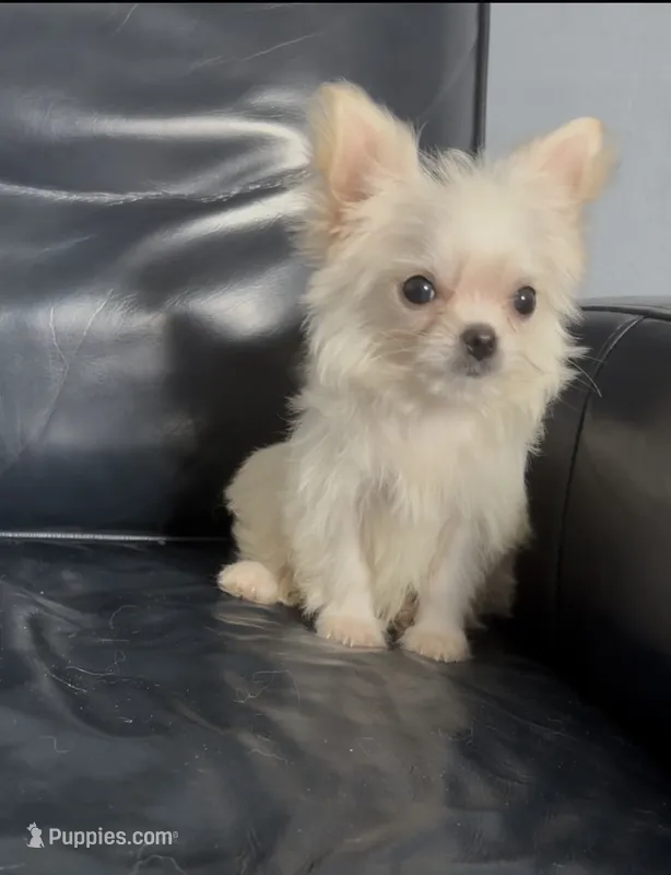 Foxy – Chihuahua puppy for sale in Smithfield, NC