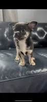 Patrick, a male Chihuahua for sale in Smithfield, NC – 5 of 5