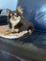 Benny, a male Chihuahua for sale in Smithfield, NC – Photo 3 of 3