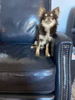 Benny, a male Chihuahua for sale in Smithfield, NC – Photo 2 of 3