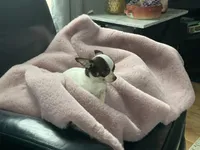 Milkshake, a female Chihuahua for sale in Smithfield, NC – Photo 4 of 5