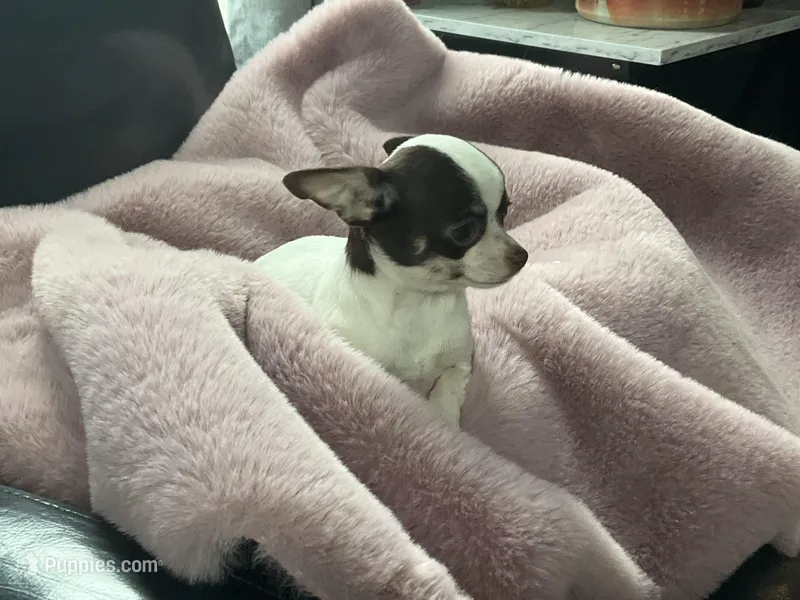 Milkshake, a female Chihuahua for sale in Smithfield, NC – Photo 1 of 5