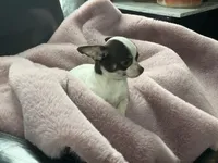 Milkshake, a female Chihuahua for sale in Smithfield, NC – Photo 1 of 5