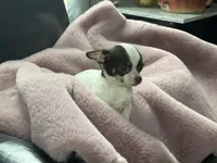 Milkshake, a female Chihuahua for sale in Smithfield, NC – Photo 3 of 5