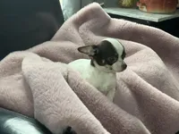 Milkshake, a female Chihuahua for sale in Smithfield, NC – Photo 5 of 5