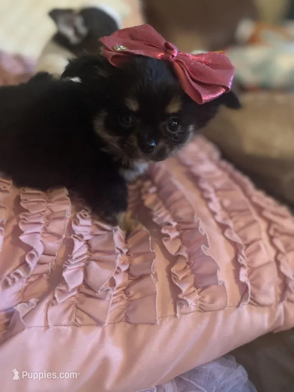 Sissy, a female Chihuahua for sale in Smithfield, NC – Photo 1 of 3