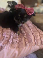 Sissy, a female Chihuahua for sale in Smithfield, NC – Photo 1 of 3