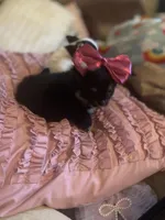 Sissy, a female Chihuahua for sale in Smithfield, NC – Photo 2 of 3