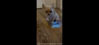 Tate, a male Chihuahua for sale in Smithfield, NC – 4 of 10