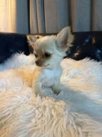 Tate, a male Chihuahua for sale in Smithfield, NC – 9 of 10