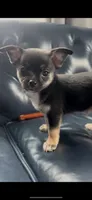 Patrick, a male Chihuahua for sale in Smithfield, NC – 2 of 5