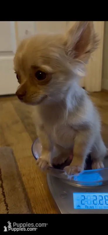 Tate – Chihuahua puppy for sale in Smithfield, NC