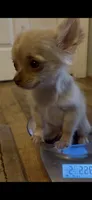 Tate, a male Chihuahua for sale in Smithfield, NC – 2 of 10