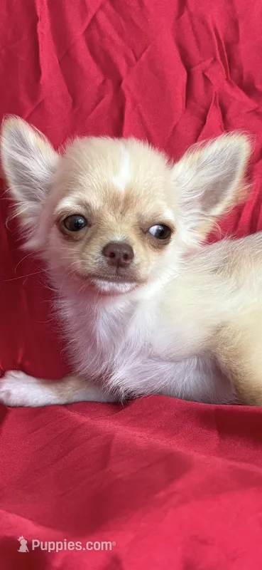 Tate – Chihuahua puppy for sale in Smithfield, NC