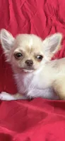 Tate, a male Chihuahua for sale in Smithfield, NC – 1 of 10