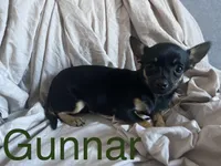 Gunnar, a male Chihuahua for sale in Smithfield, NC – Photo 1 of 2