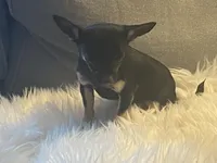 Gunnar, a male Chihuahua for sale in Smithfield, NC – Photo 2 of 2