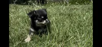 Toto, a male Chihuahua for sale in Smithfield, NC – 4 of 5