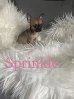 Sprinkle, a female Chihuahua for sale in Smithfield, NC – Photo 2 of 8