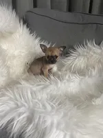 Sprinkle, a female Chihuahua for sale in Smithfield, NC – Photo 5 of 8