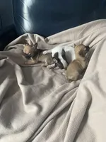 Sprinkle, a female Chihuahua for sale in Smithfield, NC – Photo 7 of 8