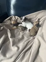 Sprinkle, a female Chihuahua for sale in Smithfield, NC – Photo 8 of 8