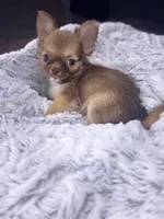 Charles, a male Chihuahua for sale in Smithfield, NC – Photo 3 of 6