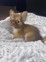 Charles, a male Chihuahua for sale in Smithfield, NC – Photo 2 of 6