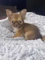 Charles, a male Chihuahua for sale in Smithfield, NC – Photo 5 of 6