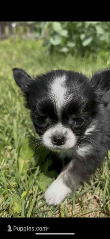 Bella – Chihuahua puppy for sale in Smithfield, NC