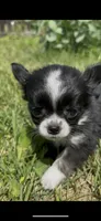 Bella, a female Chihuahua for sale in Smithfield, NC – 1 of 6