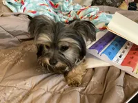 Brodie, a male Chihuahua and Yorkshire Terrier for sale in Smithfield, NC – Photo 8 of 8