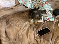 Brodie, a male Chihuahua and Yorkshire Terrier for sale in Smithfield, NC – Photo 5 of 8